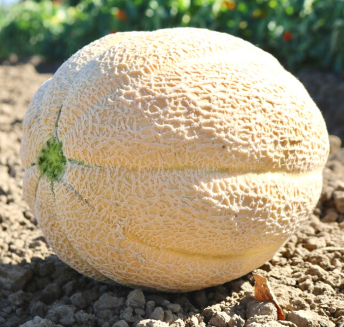 Burpee Hybrid Cantaloupe Seeds - Blessings Grow Meadows