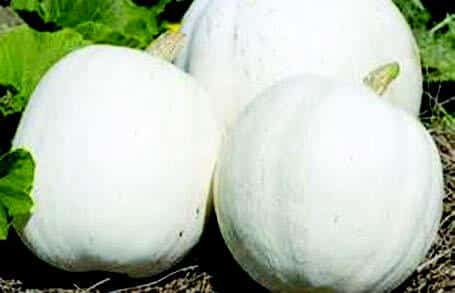 Casper Pumpkin Seeds - Blessings Grow Meadows