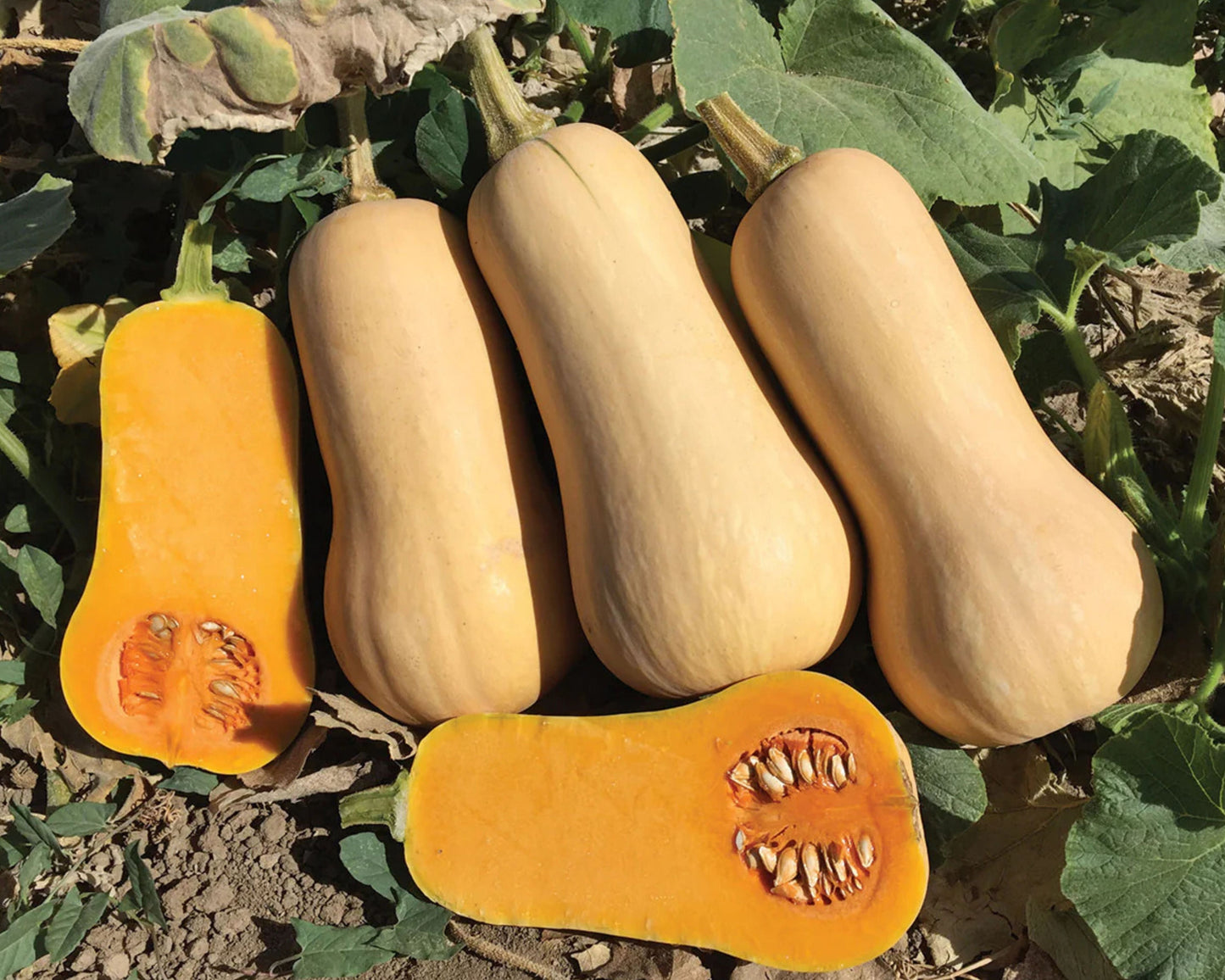 Early Nutter Hybrid Butternut Squash Seeds - Blessings Grow Meadows