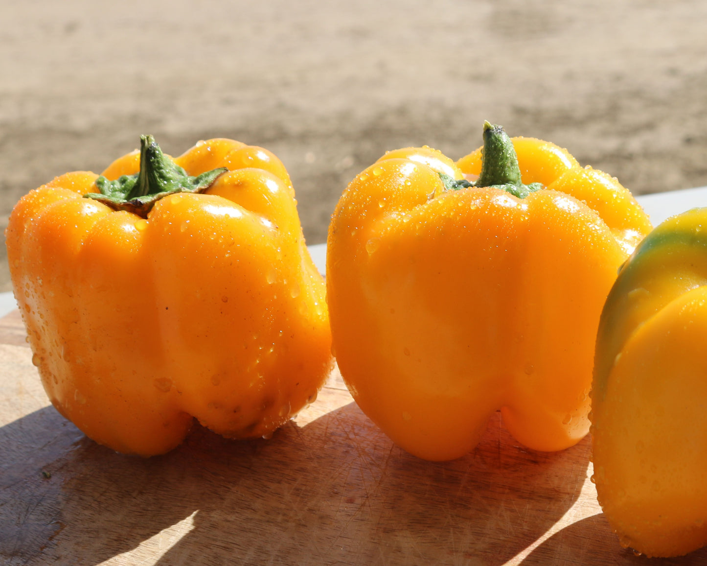 Early Sunsation Hybrid Bell Pepper Seeds - Blessings Grow Meadows