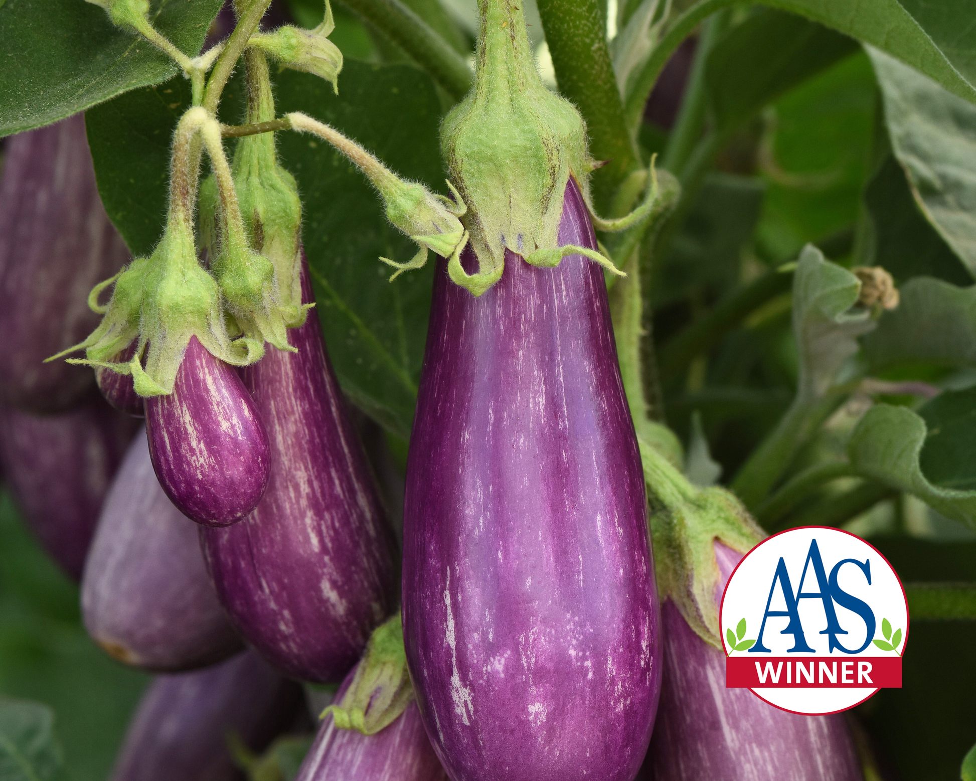 Fairy Tale Hybrid Eggplant Seeds - Blessings Grow Meadows