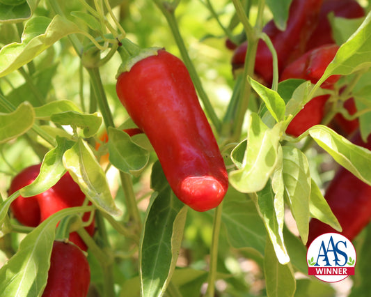 Flaming Flare Hybrid - Blessings Grow Meadows