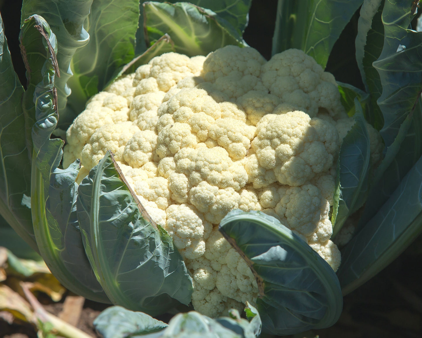 Packet of Seeds 'n Such Freedom Hybrid Cauliflower Seeds showing 12 to 15 seeds in a colorful packet for planting.