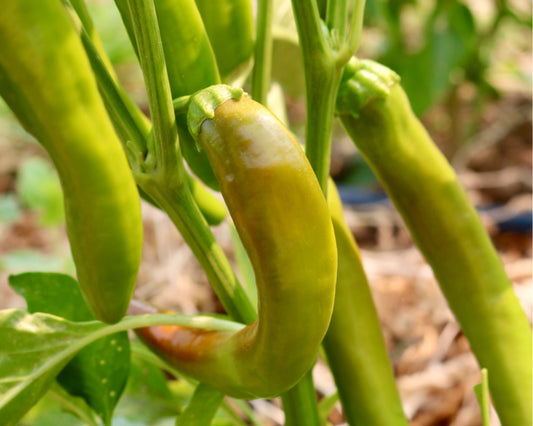 Garden Salsa Hybrid Hot Pepper Seeds - Blessings Grow Meadows
