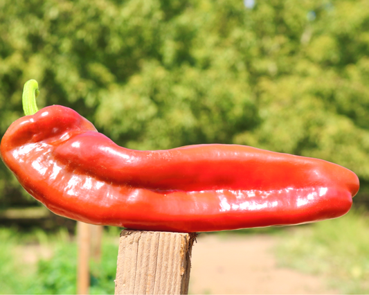 Giant Marconi Hybrid Pepper Seeds - Blessings Grow Meadows
