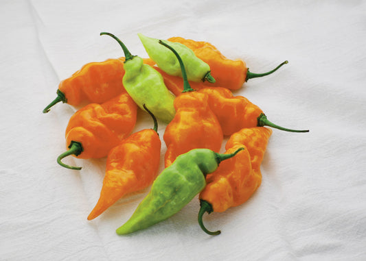 Habanada Pepper Seeds - Blessings Grow Meadows