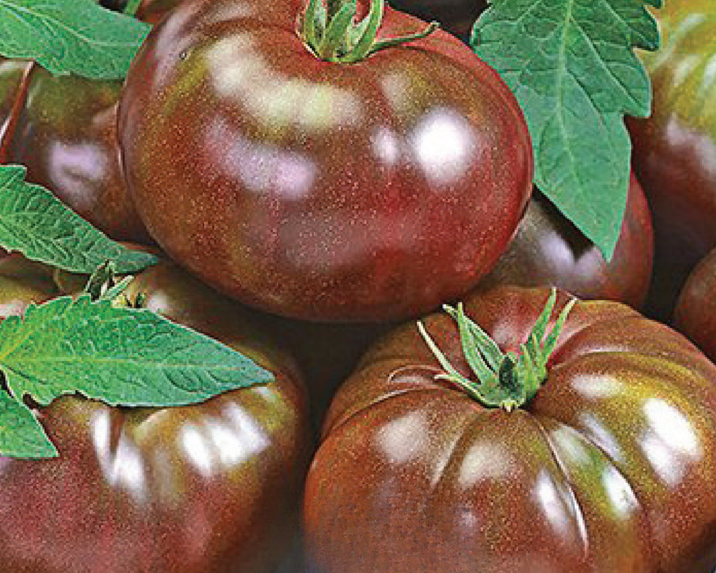 Heirloom Black Hybrid Tomato Seeds - Blessings Grow Meadows