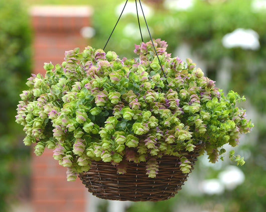 Kirigami Ornamental Oregano - Blessings Grow Meadows