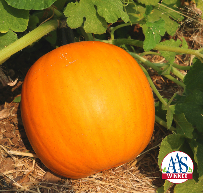 Orange Smoothie Hybrid Pumpkin Seeds - Blessings Grow Meadows