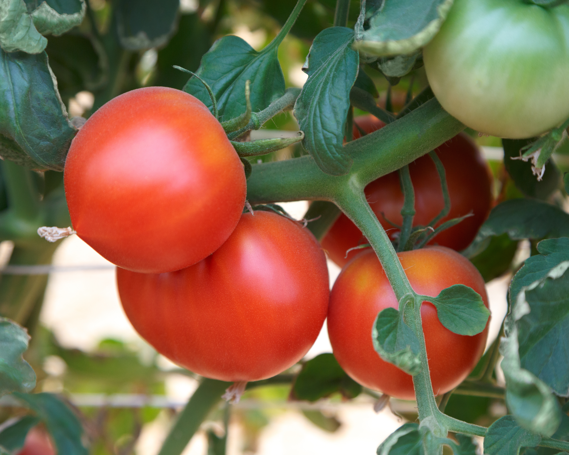Rubee Dawn Hybrid Tomato Seeds - Blessings Grow Meadows