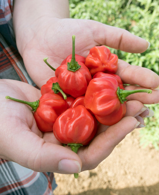Scotch Bonnet Red Pepper Seeds - Blessings Grow Meadows