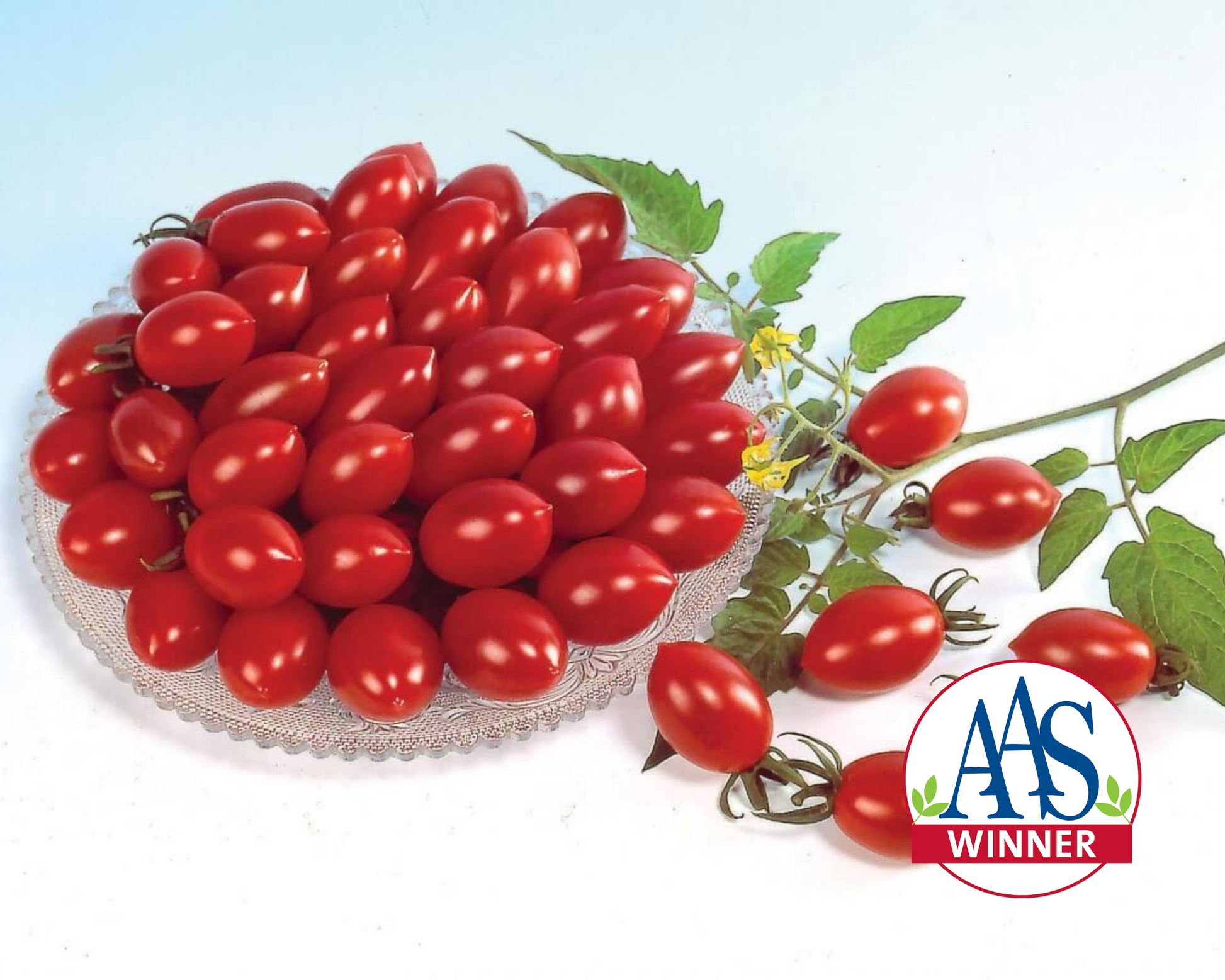 Packet of Seeds 'n Such Sugary Hybrid Tomato Seeds showing 12-15 seeds in a colorful packet.