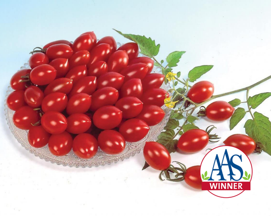 Sugary Hybrid Tomato Seeds - Blessings Grow Meadows