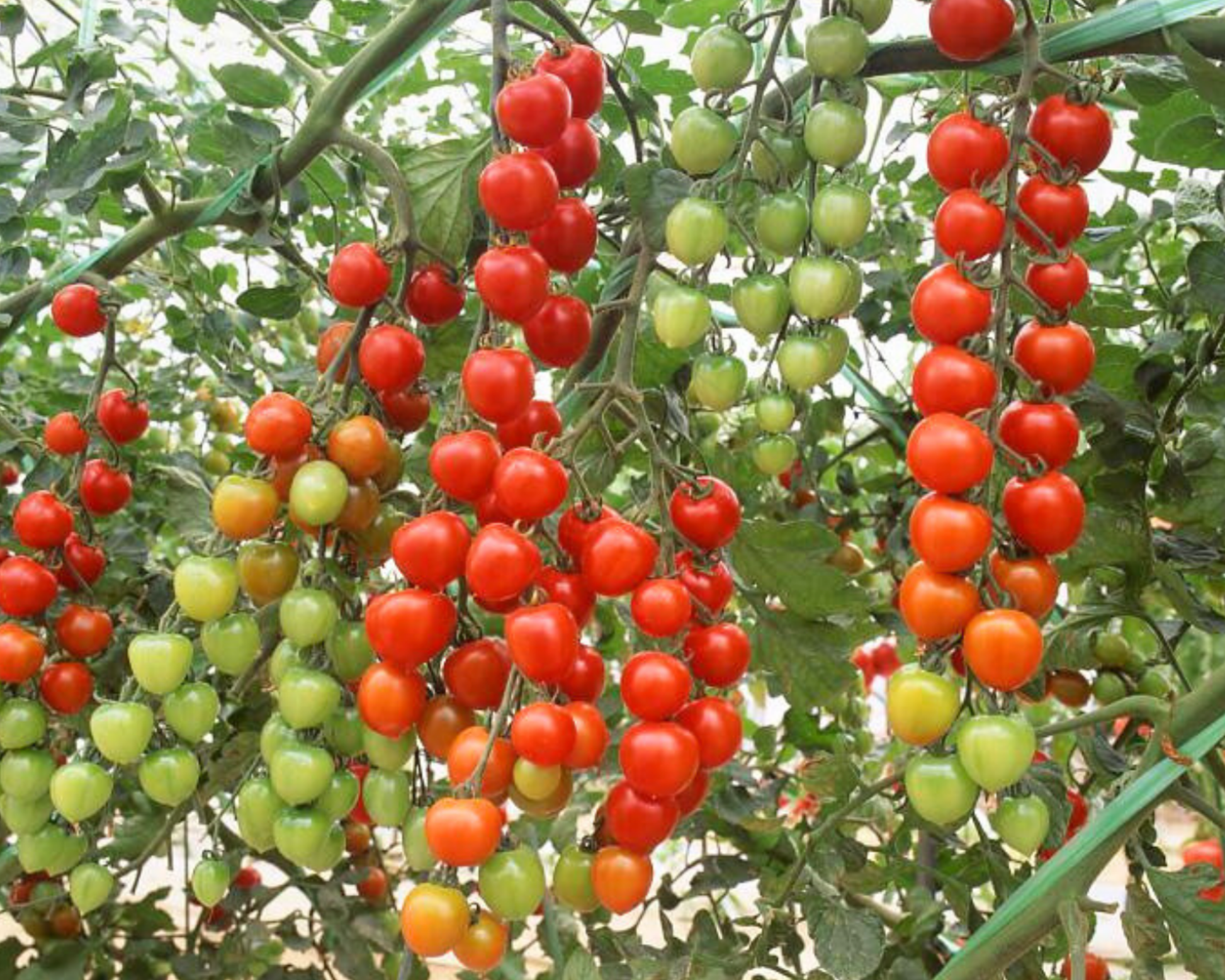 Suncherry Extra Sweet Hybrid Tomato Seeds - Blessings Grow Meadows