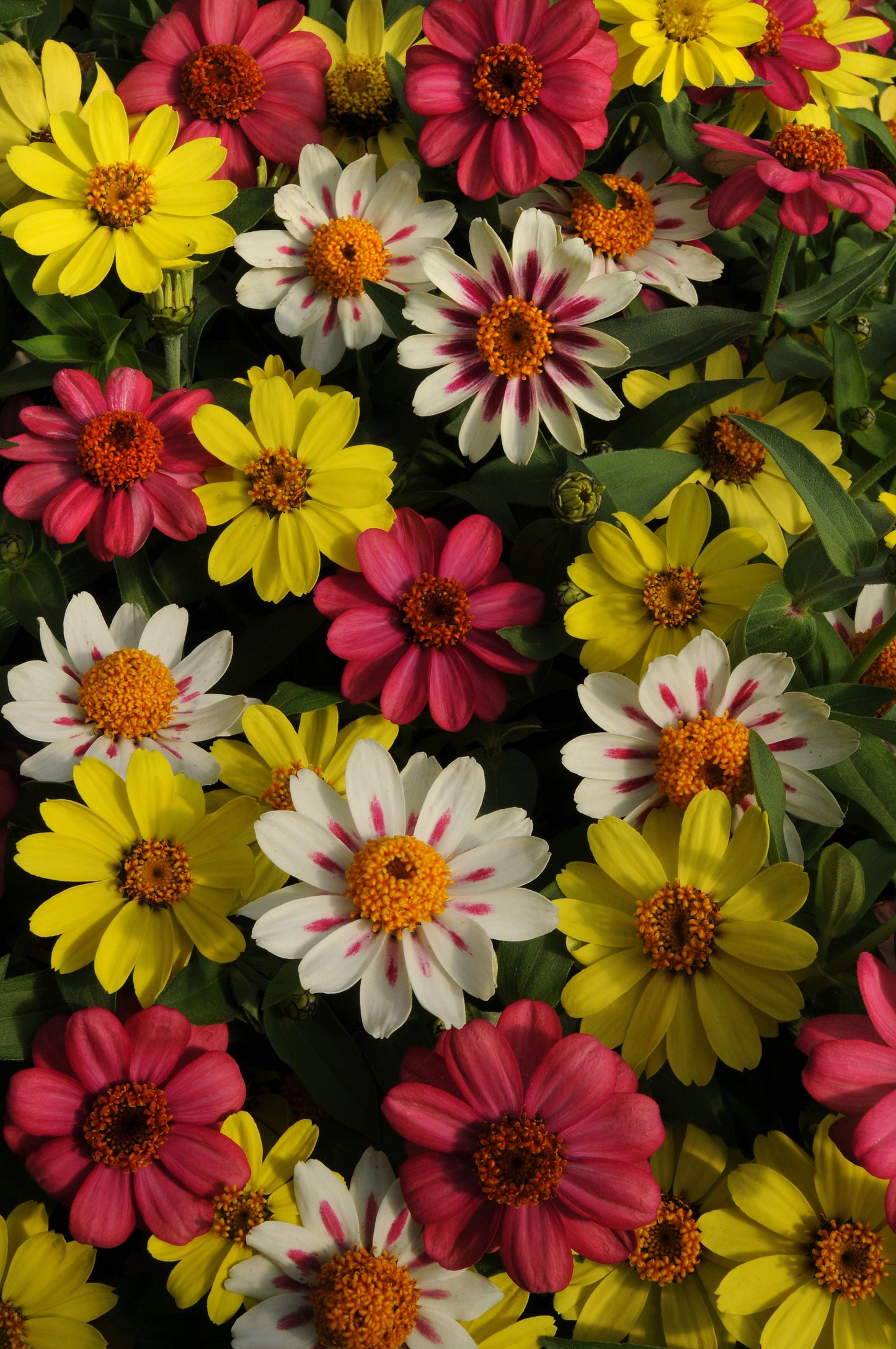 Zahara Raspberry Lemonade Mixed Hybrid Zinnia Seeds - Blessings Grow Meadows