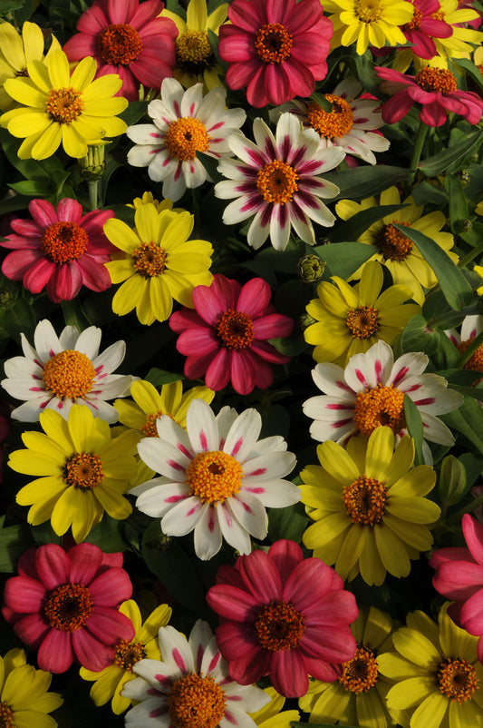 Zahara Raspberry Lemonade Mixed Hybrid Zinnia Seeds - Blessings Grow Meadows
