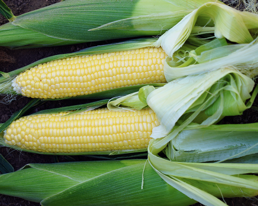 Packet of Bodacious RM yellow sweet corn seeds from Seeds 'n Such, showing 125 seed grains in the packet.