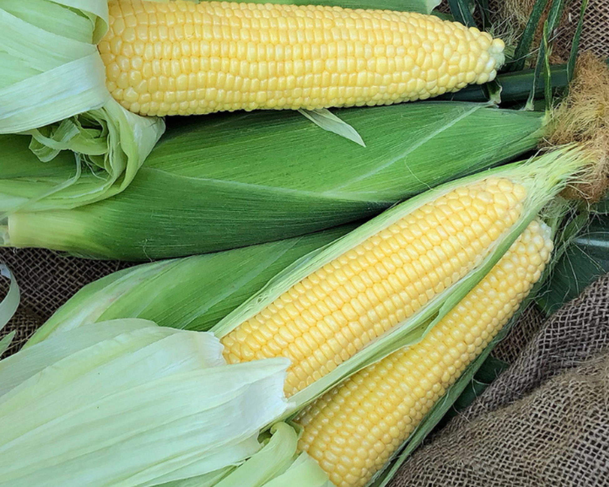 Incredible RM (yellow se+) Corn Seeds - Blessings Grow Meadows