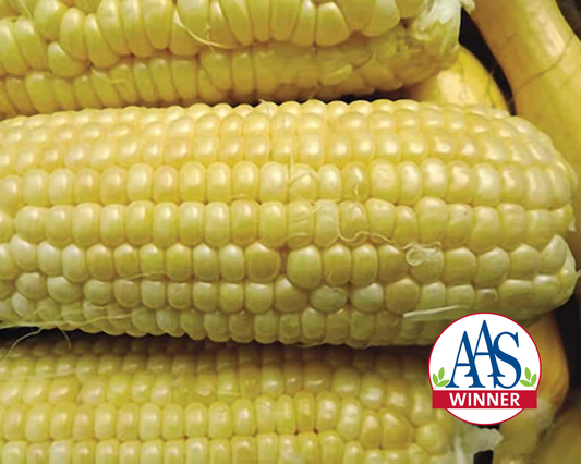 Iochief Hybrid Corn Seeds - Blessings Grow Meadows