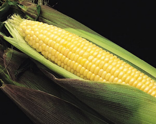 Kandy Korn EH (yellow se) Corn Seeds - Blessings Grow Meadows