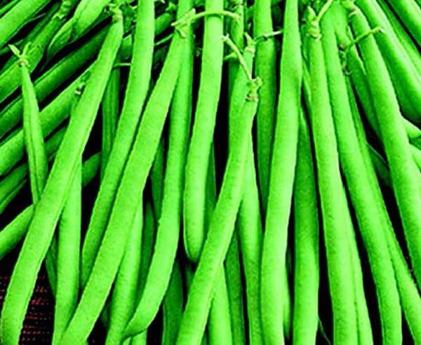 Maxibell Bush Bean Seeds - Blessings Grow Meadows