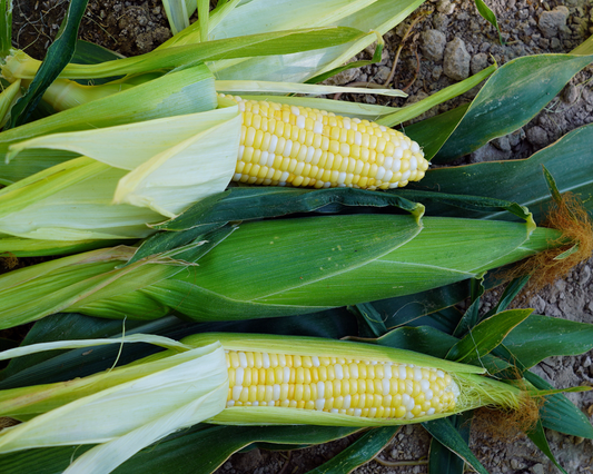 Trinity (bicolor se+) Corn Seeds - Blessings Grow Meadows