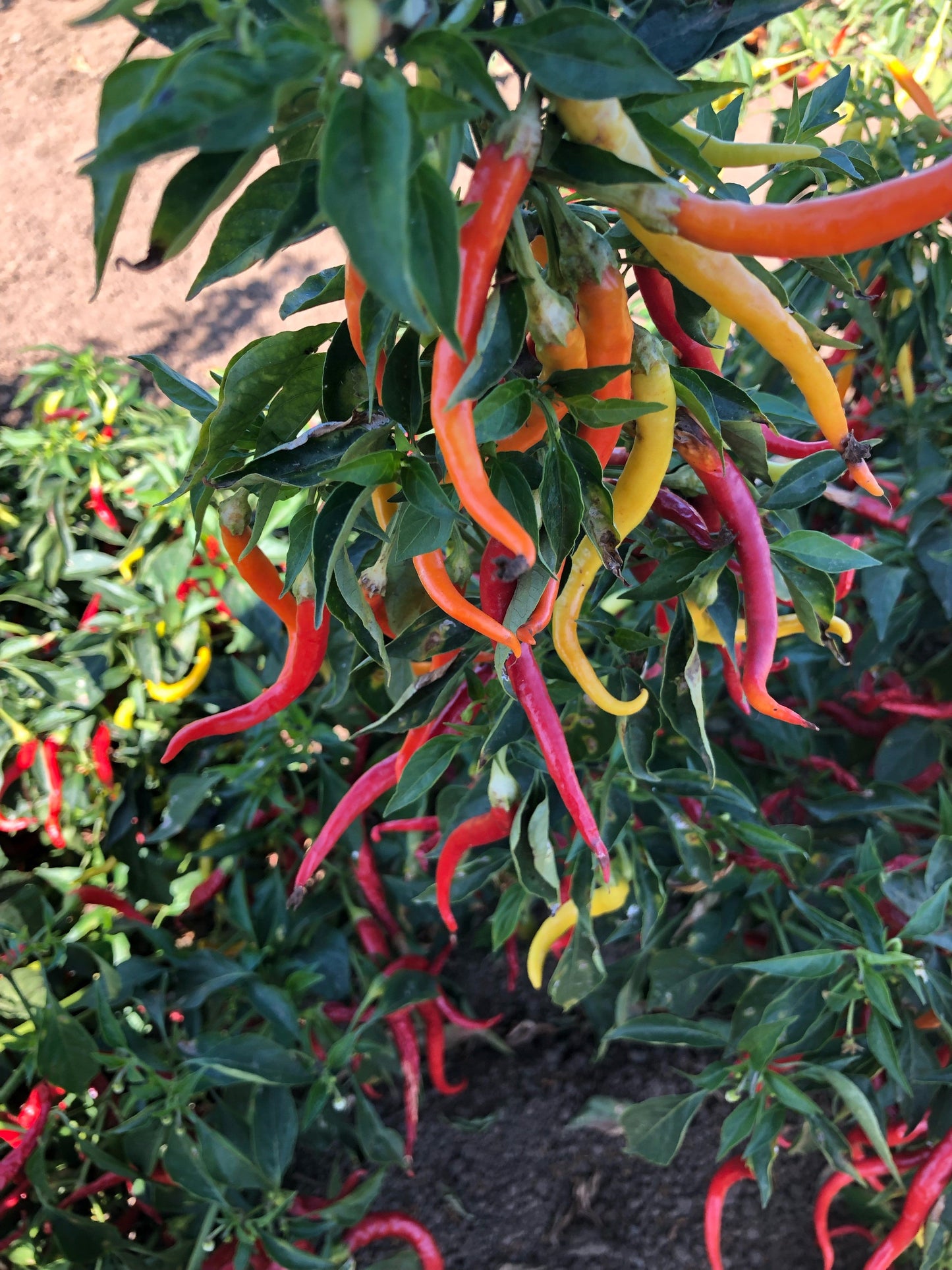 Cayenne Sweetness Hybrid Pepper Seeds - Blessings Grow Meadows