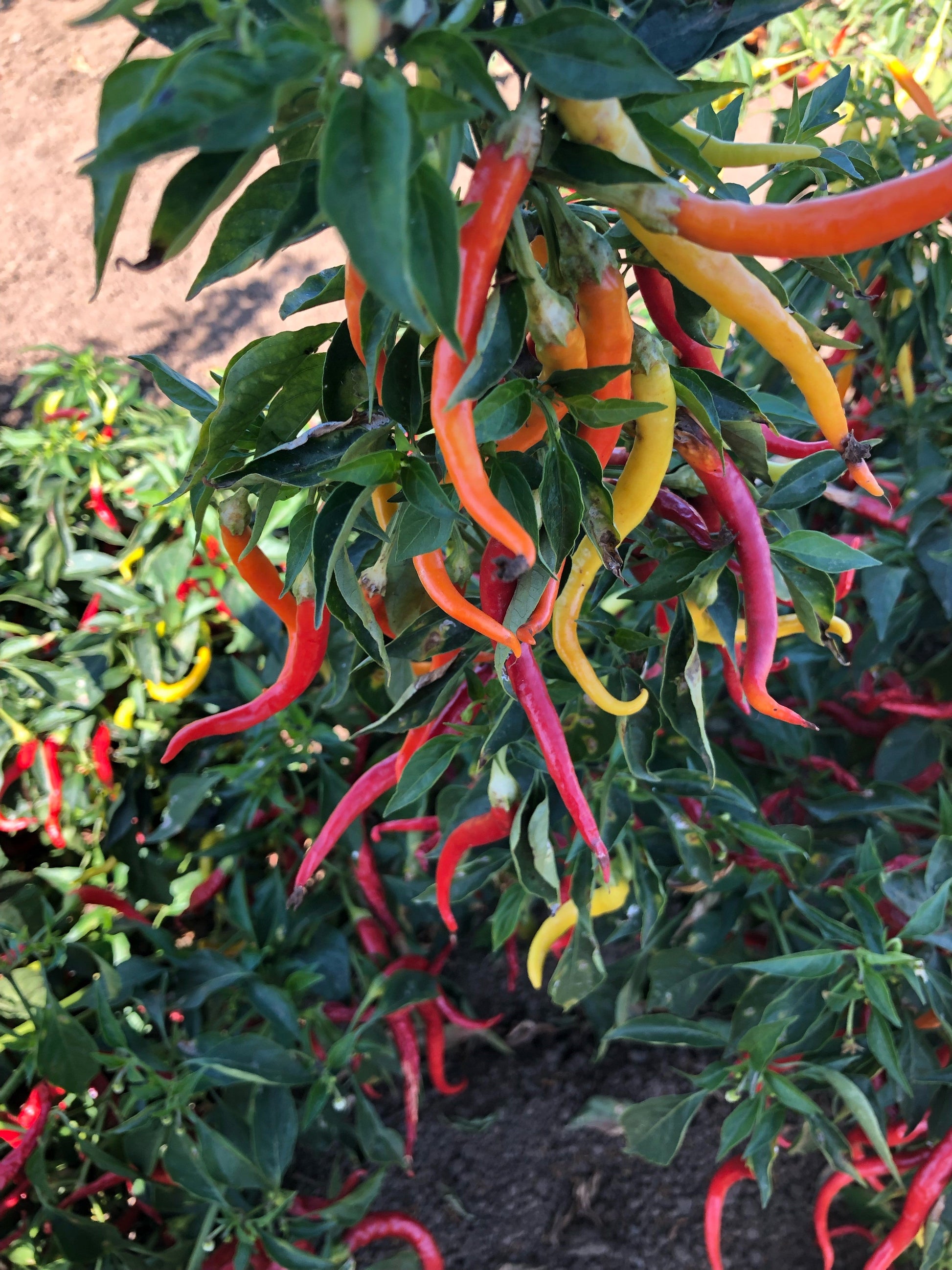 Cayenne Sweetness Hybrid Pepper Seeds - Blessings Grow Meadows