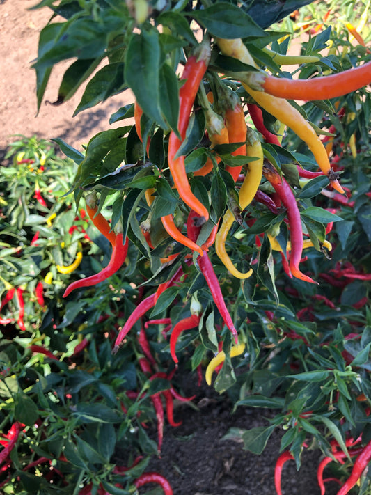 Cayenne Sweetness Hybrid Pepper Seeds - Blessings Grow Meadows