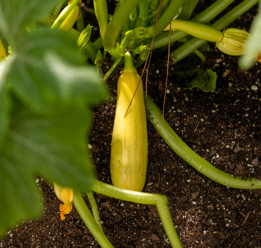 Smooth Criminal Hybrid Summer Squash Seeds - Blessings Grow Meadows