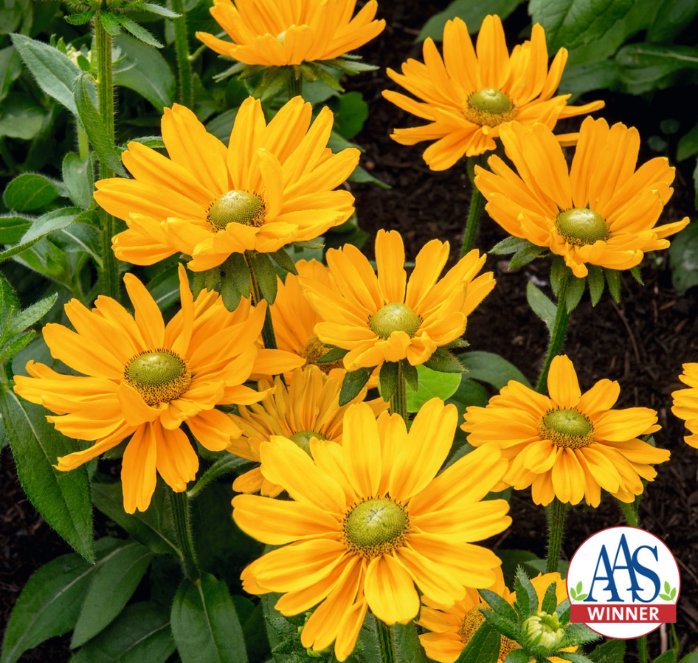 Amarillo Gold Rudbeckia Seeds - Blessings Grow Meadows