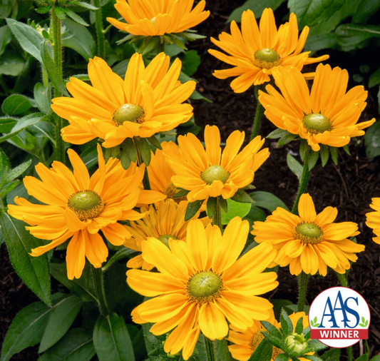 Amarillo Gold Rudbeckia Seeds - Blessings Grow Meadows