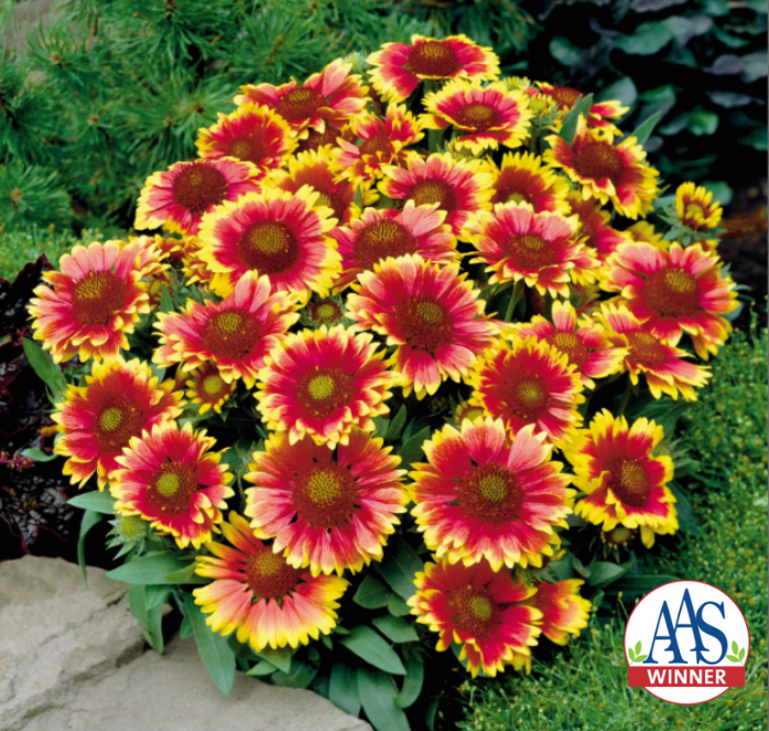 Arizona Sun Gaillardia Seeds - Blessings Grow Meadows