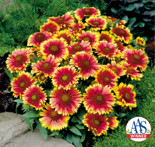 Arizona Sun Gaillardia Seeds - Blessings Grow Meadows