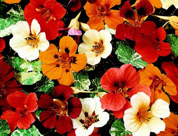 Jewel of Africa Nasturtium Seeds - Blessings Grow Meadows