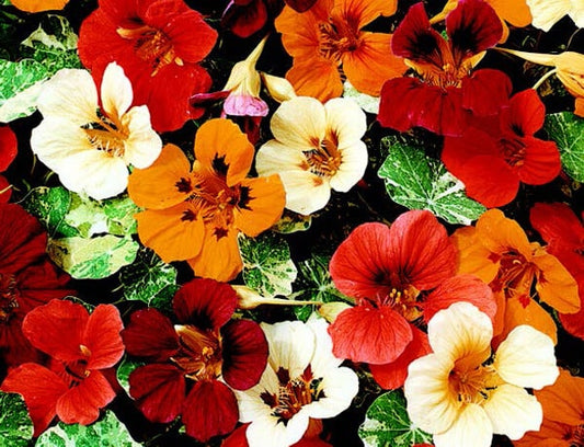Jewel of Africa Nasturtium Seeds - Blessings Grow Meadows