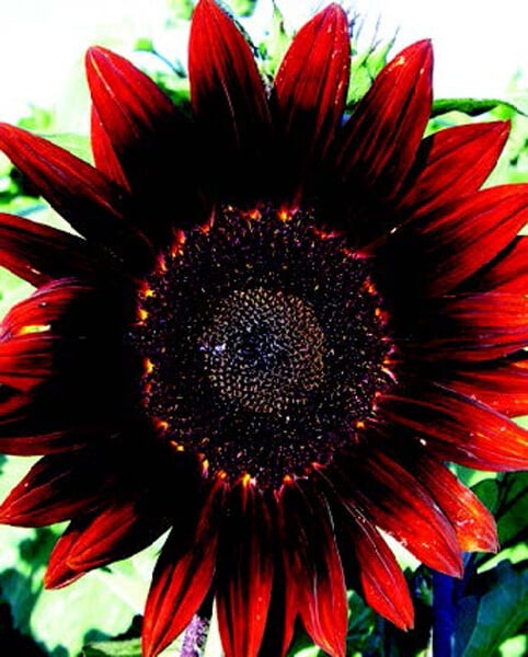 Moulin Rouge Hybrid Sunflower Seeds - Blessings Grow Meadows