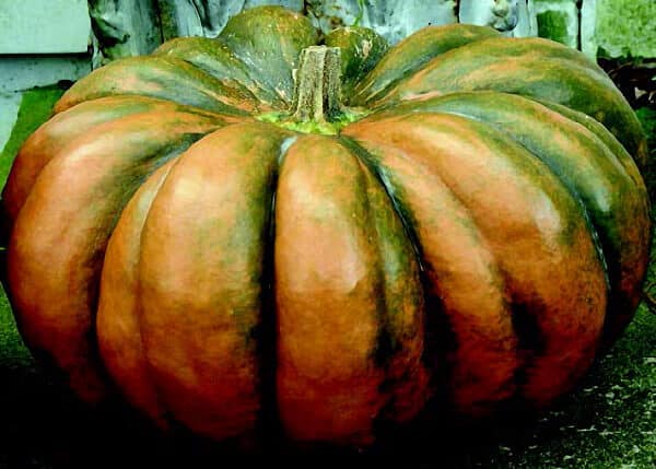 Musquee de Provence Pumpkin Seeds - Blessings Grow Meadows