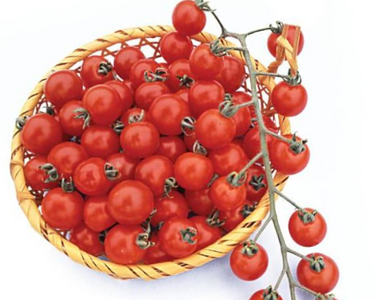 A basket of Suncherry RB Hybrid tomatoes by Seeds 'n Such, with a vine on top, sits against a white background.