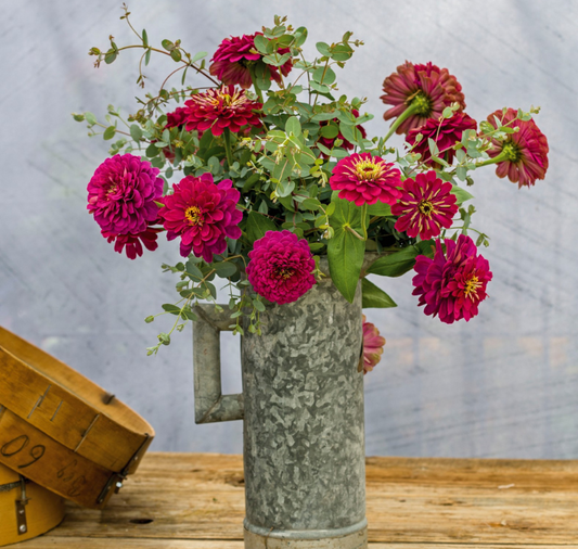 Benary's Giant Wine Zinnia Seeds - Blessings Grow Meadows