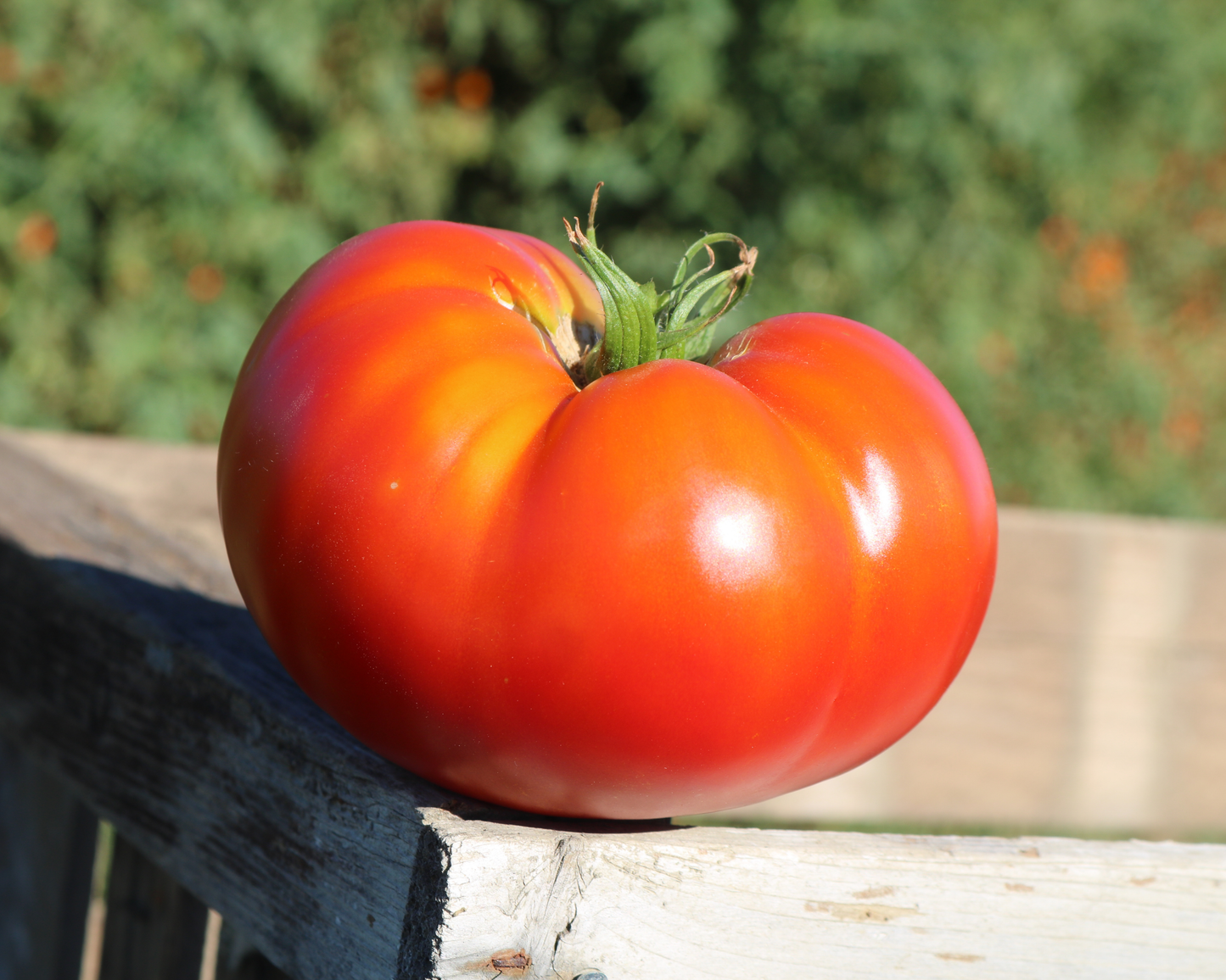 Better Boy Plus Hybrid Tomato Seeds - Blessings Grow Meadows