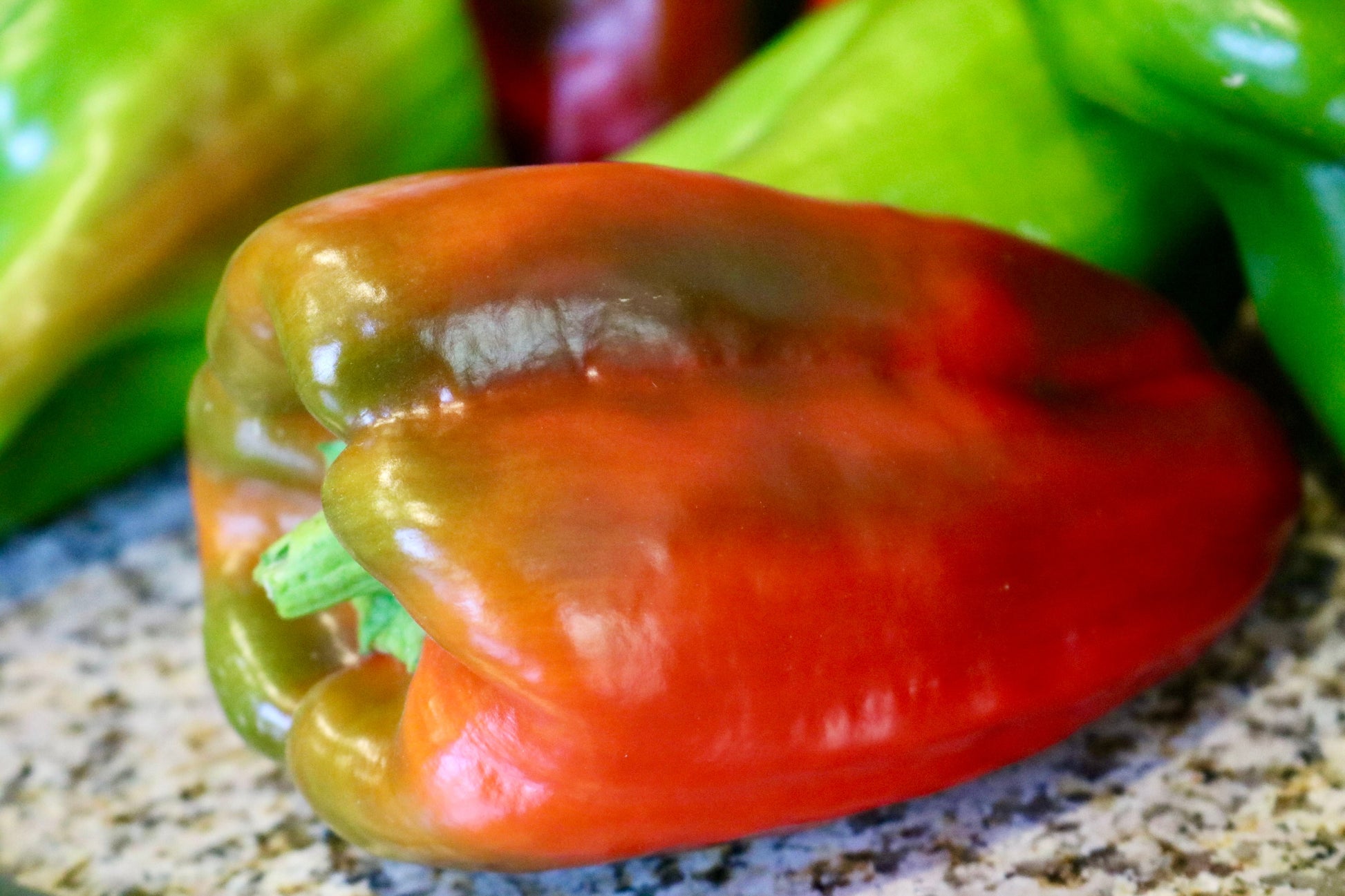 A close-up of a Big Bertha Hybrid pepper from Seeds 'n Such, showing its elongated shape and red-green coloring on a granite countertop, with more green and red peppers blurred in the background.