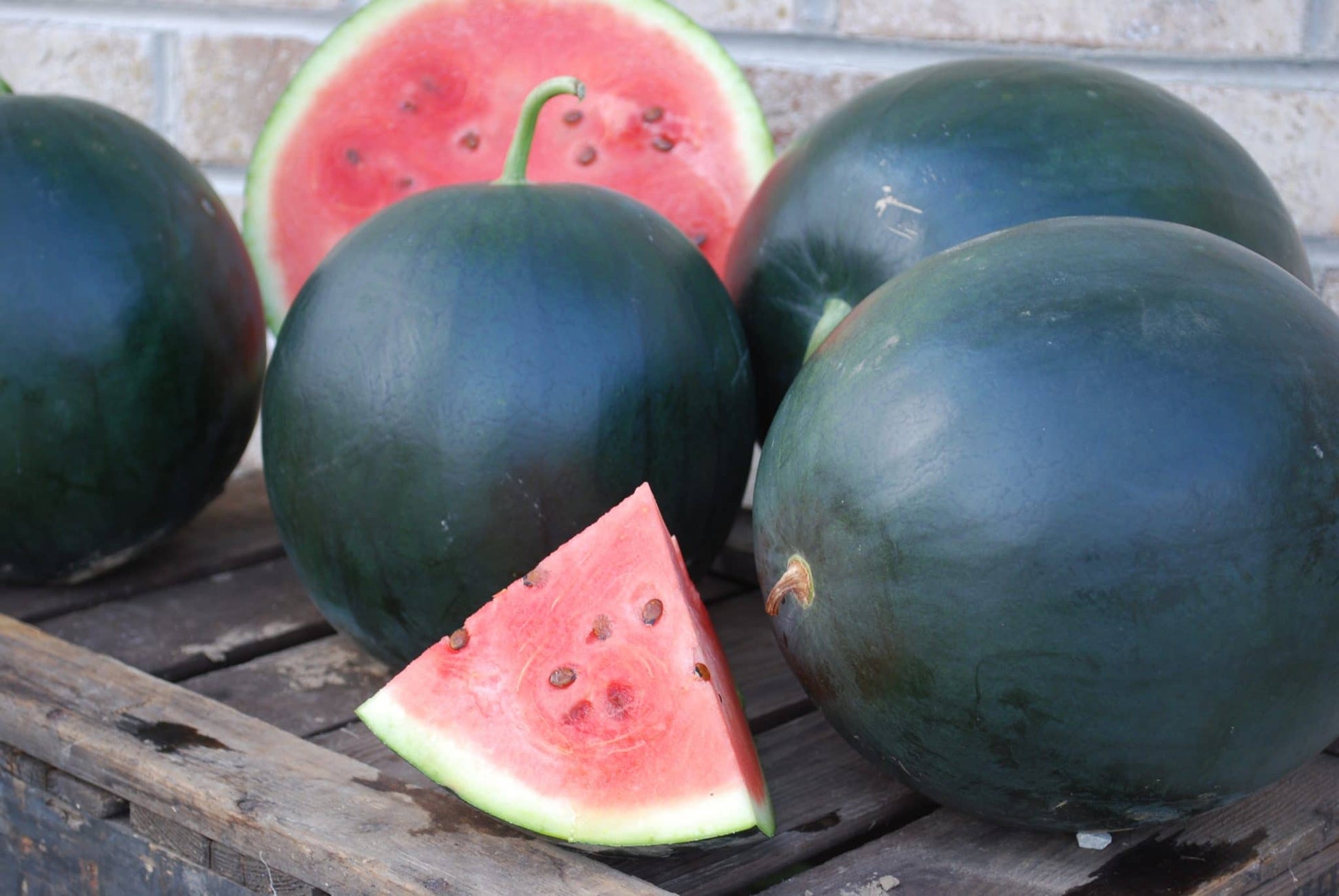 Blacktail Mountain Watermelon Seeds - Blessings Grow Meadows