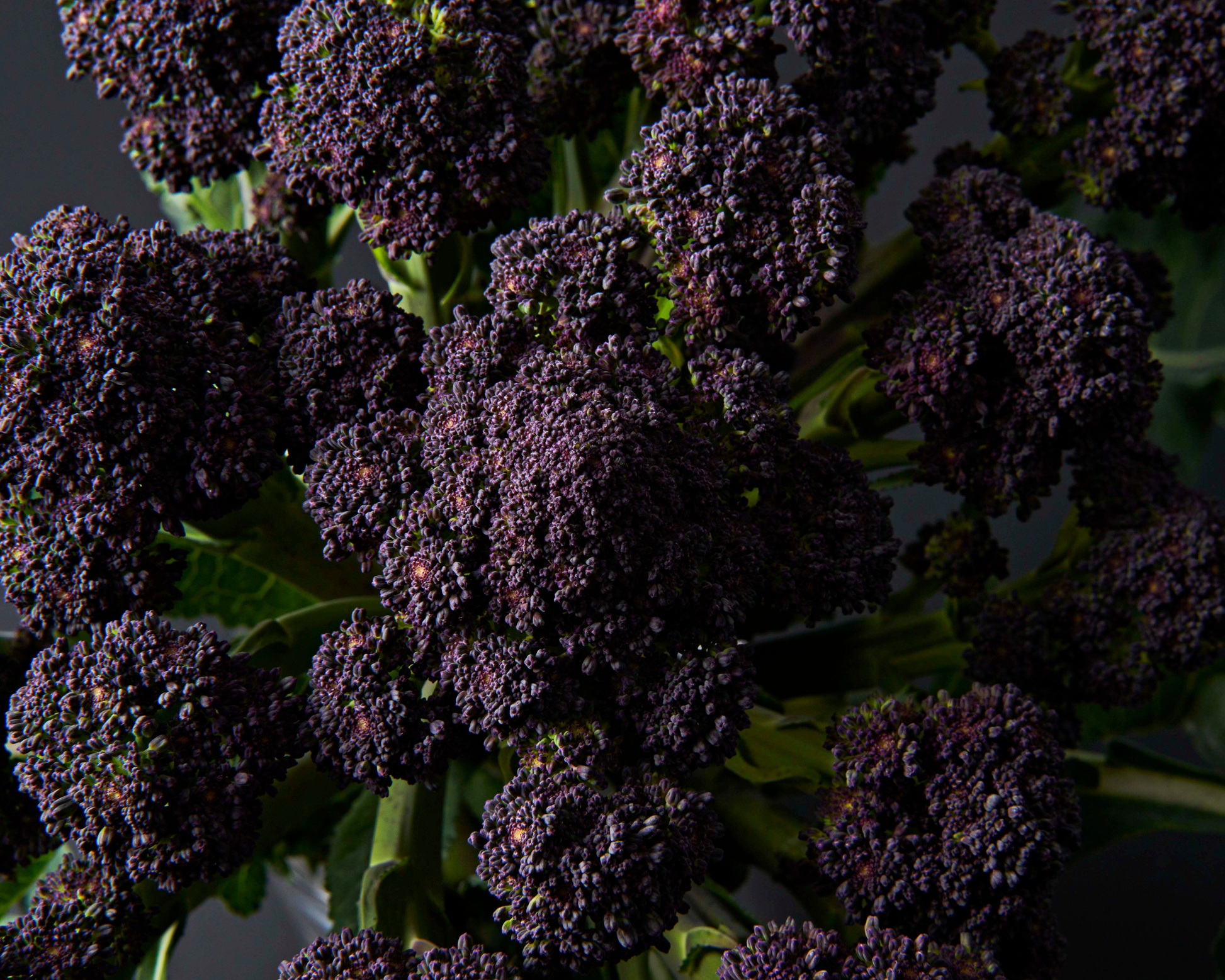 Burgundy Hybrid Broccoli Seeds - Blessings Grow Meadows