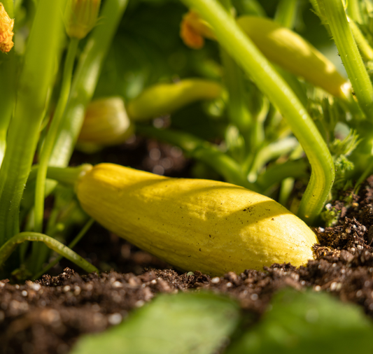 Enterprise Hybrid Squash Seeds - Blessings Grow Meadows