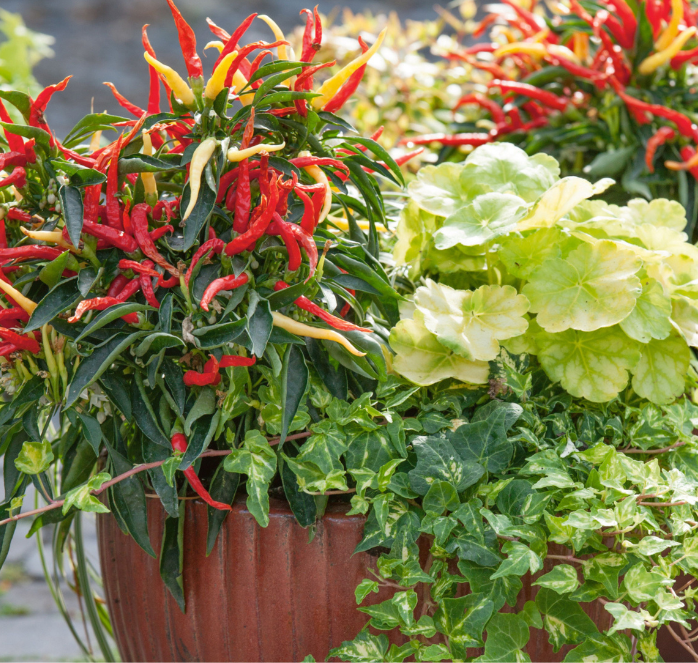 Fire and Ice Ornamental Pepper Seeds - Blessings Grow Meadows