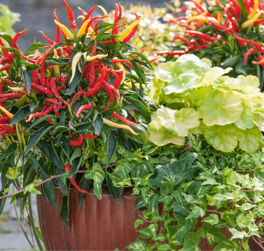 Fire and Ice Ornamental Pepper Seeds - Blessings Grow Meadows