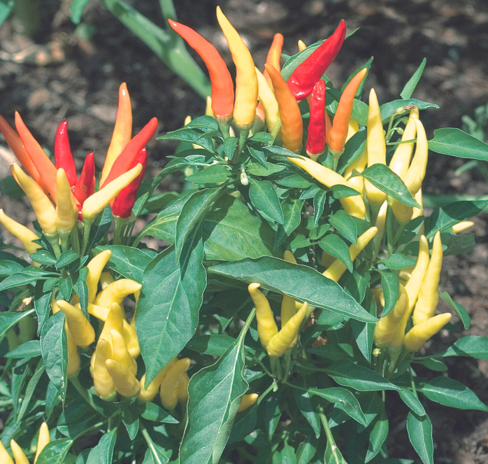 Fire and Ice Ornamental Pepper Seeds - Blessings Grow Meadows