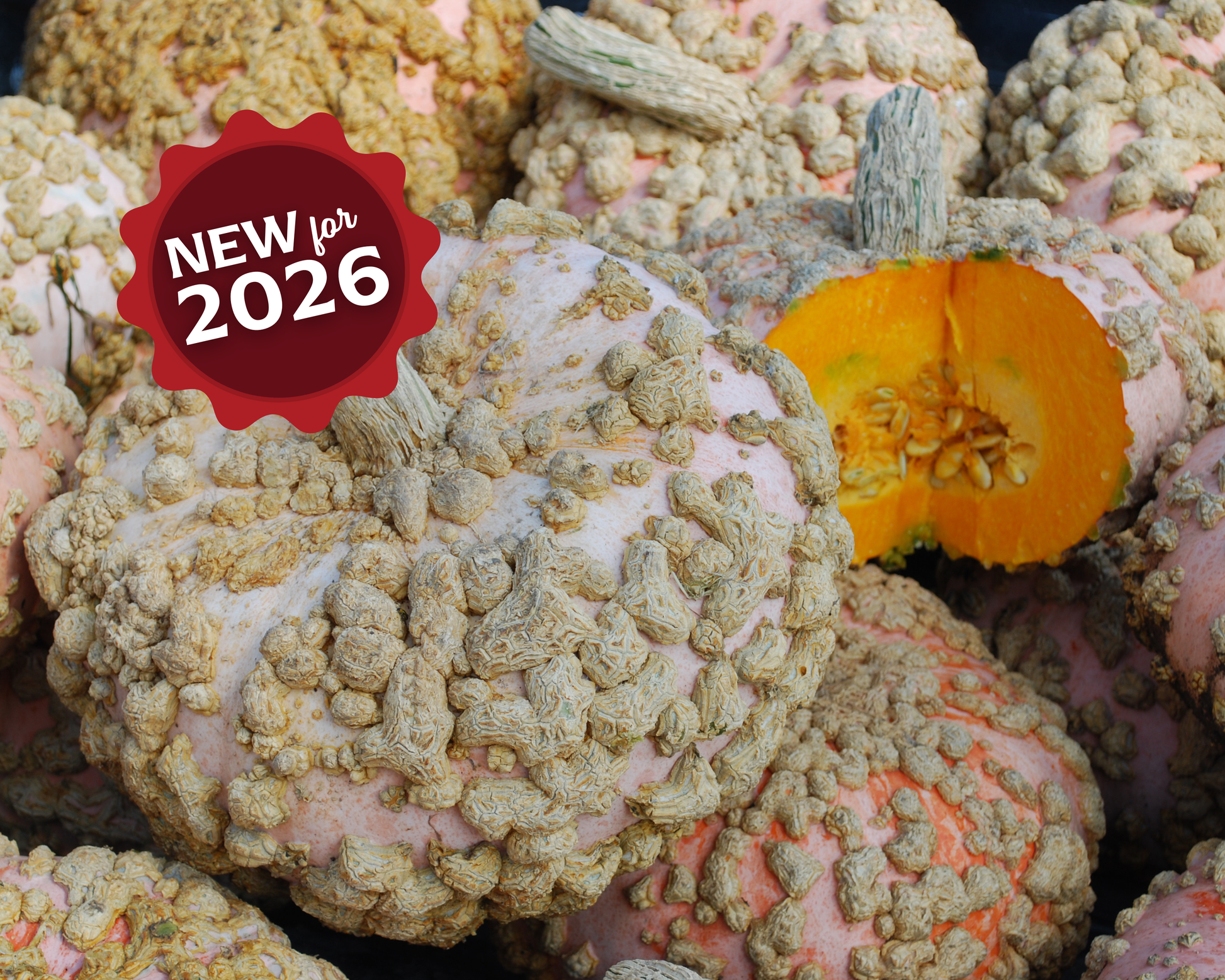 Galeux d'Eysines Pumpkin Seeds - Blessings Grow Meadows