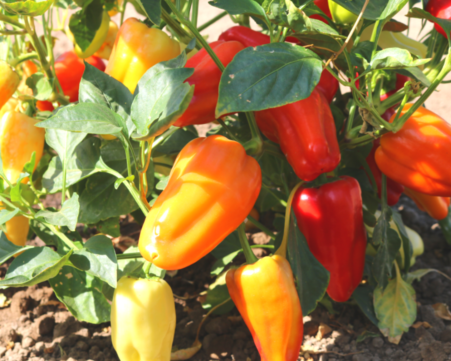 Gypsy Hybrid Pepper Seeds - Blessings Grow Meadows